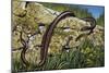 Aesculapian Snake (Zamenis Longissimus or Elaphe Longissima), Colubridae-null-Mounted Giclee Print