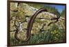 Aesculapian Snake (Zamenis Longissimus or Elaphe Longissima), Colubridae-null-Framed Giclee Print