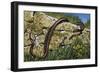 Aesculapian Snake (Zamenis Longissimus or Elaphe Longissima), Colubridae-null-Framed Premium Giclee Print