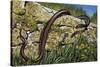 Aesculapian Snake (Zamenis Longissimus or Elaphe Longissima), Colubridae-null-Stretched Canvas