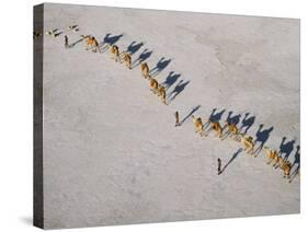 Afar Camel Caravan Crosses the Salt Flats of Lake Assal, Djibouti, as Shadows Lengthen in the Late -Nigel Pavitt-Stretched Canvas
