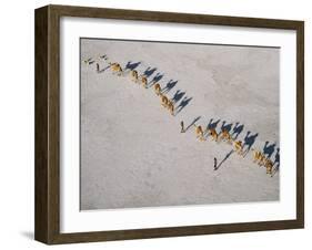 Afar Camel Caravan Crosses the Salt Flats of Lake Assal, Djibouti, as Shadows Lengthen in the Late -Nigel Pavitt-Framed Photographic Print