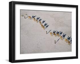 Afar Camel Caravan Crosses the Salt Flats of Lake Assal, Djibouti, as Shadows Lengthen in the Late -Nigel Pavitt-Framed Photographic Print