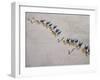 Afar Camel Caravan Crosses the Salt Flats of Lake Assal, Djibouti, as Shadows Lengthen in the Late -Nigel Pavitt-Framed Photographic Print