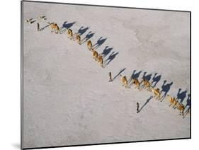 Afar Camel Caravan Crosses the Salt Flats of Lake Assal, Djibouti, as Shadows Lengthen in the Late -Nigel Pavitt-Mounted Photographic Print