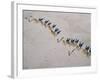 Afar Camel Caravan Crosses the Salt Flats of Lake Assal, Djibouti, as Shadows Lengthen in the Late -Nigel Pavitt-Framed Photographic Print