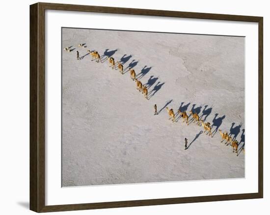 Afar Camel Caravan Crosses the Salt Flats of Lake Assal, Djibouti, as Shadows Lengthen in the Late -Nigel Pavitt-Framed Photographic Print