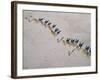 Afar Camel Caravan Crosses the Salt Flats of Lake Assal, Djibouti, as Shadows Lengthen in the Late -Nigel Pavitt-Framed Photographic Print