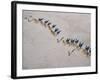 Afar Camel Caravan Crosses the Salt Flats of Lake Assal, Djibouti, as Shadows Lengthen in the Late -Nigel Pavitt-Framed Photographic Print