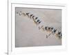 Afar Camel Caravan Crosses the Salt Flats of Lake Assal, Djibouti, as Shadows Lengthen in the Late -Nigel Pavitt-Framed Photographic Print