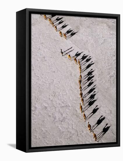 Afar Camel Caravan Crossing the Salt Flats of Lake Assal, Djibouti as Shadows Lengthen in the Late -Nigel Pavitt-Framed Stretched Canvas