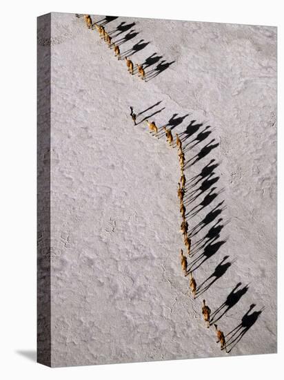 Afar Camel Caravan Crossing the Salt Flats of Lake Assal, Djibouti as Shadows Lengthen in the Late -Nigel Pavitt-Stretched Canvas