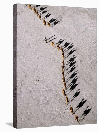 Afar Camel Caravan Crossing the Salt Flats of Lake Assal, Djibouti as Shadows Lengthen in the Late -Nigel Pavitt-Stretched Canvas