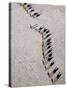 Afar Camel Caravan Crossing the Salt Flats of Lake Assal, Djibouti as Shadows Lengthen in the Late -Nigel Pavitt-Stretched Canvas