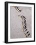 Afar Camel Caravan Crossing the Salt Flats of Lake Assal, Djibouti as Shadows Lengthen in the Late -Nigel Pavitt-Framed Photographic Print