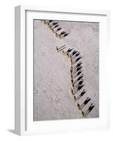 Afar Camel Caravan Crossing the Salt Flats of Lake Assal, Djibouti as Shadows Lengthen in the Late -Nigel Pavitt-Framed Photographic Print