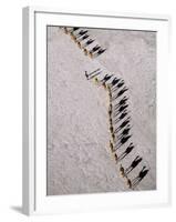 Afar Camel Caravan Crossing the Salt Flats of Lake Assal, Djibouti as Shadows Lengthen in the Late -Nigel Pavitt-Framed Photographic Print