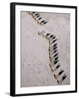 Afar Camel Caravan Crossing the Salt Flats of Lake Assal, Djibouti as Shadows Lengthen in the Late -Nigel Pavitt-Framed Photographic Print