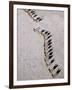 Afar Camel Caravan Crossing the Salt Flats of Lake Assal, Djibouti as Shadows Lengthen in the Late -Nigel Pavitt-Framed Photographic Print