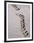 Afar Camel Caravan Crossing the Salt Flats of Lake Assal, Djibouti as Shadows Lengthen in the Late -Nigel Pavitt-Framed Photographic Print