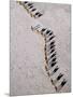 Afar Camel Caravan Crossing the Salt Flats of Lake Assal, Djibouti as Shadows Lengthen in the Late -Nigel Pavitt-Mounted Photographic Print