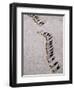 Afar Camel Caravan Crossing the Salt Flats of Lake Assal, Djibouti as Shadows Lengthen in the Late -Nigel Pavitt-Framed Photographic Print