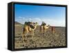 Afar Tribeswoman With Camels on Her Way Home, Near Lac Abbe, Republic of Djibouti, Africa-null-Framed Stretched Canvas