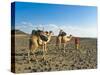 Afar Tribeswoman With Camels on Her Way Home, Near Lac Abbe, Republic of Djibouti, Africa-null-Stretched Canvas