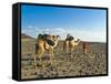 Afar Tribeswoman With Camels on Her Way Home, Near Lac Abbe, Republic of Djibouti, Africa-null-Framed Stretched Canvas