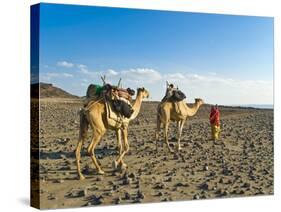 Afar Tribeswoman With Camels on Her Way Home, Near Lac Abbe, Republic of Djibouti, Africa-null-Stretched Canvas