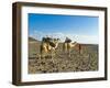 Afar Tribeswoman With Camels on Her Way Home, Near Lac Abbe, Republic of Djibouti, Africa-null-Framed Photographic Print