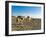 Afar Tribeswoman With Camels on Her Way Home, Near Lac Abbe, Republic of Djibouti, Africa-null-Framed Photographic Print