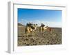 Afar Tribeswoman With Camels on Her Way Home, Near Lac Abbe, Republic of Djibouti, Africa-null-Framed Photographic Print