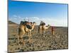 Afar Tribeswoman With Camels on Her Way Home, Near Lac Abbe, Republic of Djibouti, Africa-null-Mounted Photographic Print