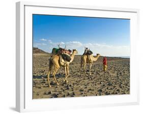 Afar Tribeswoman With Camels on Her Way Home, Near Lac Abbe, Republic of Djibouti, Africa-null-Framed Photographic Print