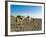 Afar Tribeswoman With Camels on Her Way Home, Near Lac Abbe, Republic of Djibouti, Africa-null-Framed Photographic Print