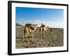 Afar Tribeswoman With Camels on Her Way Home, Near Lac Abbe, Republic of Djibouti, Africa-null-Framed Photographic Print