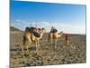 Afar Tribeswoman With Camels on Her Way Home, Near Lac Abbe, Republic of Djibouti, Africa-null-Mounted Photographic Print