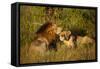 Affectionate Lions-Michele Westmorland-Framed Stretched Canvas