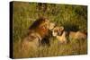 Affectionate Lions-Michele Westmorland-Stretched Canvas