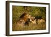 Affectionate Lions-Michele Westmorland-Framed Photographic Print