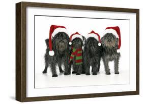 Affenpinscher 4 Together-null-Framed Photographic Print