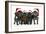 Affenpinscher 4 Together-null-Framed Photographic Print