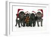 Affenpinscher 4 Together-null-Framed Photographic Print