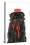 Affenpinscher with Hat-null-Stretched Canvas