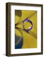 Affix-Heidi Westum-Framed Photographic Print