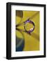 Affix-Heidi Westum-Framed Photographic Print