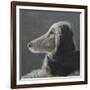 Afghan at Speed, Grey-Lincoln Seligman-Framed Giclee Print