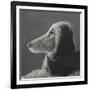 Afghan at Speed, Grey-Lincoln Seligman-Framed Giclee Print