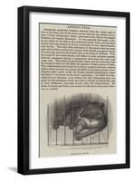 Afghan Bear-null-Framed Giclee Print
